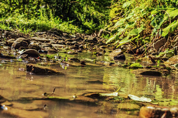 Landscapes -  Forest - Europe, Romania, Suceava region