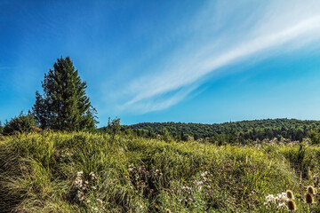 Obraz premium Landscapes - Forest - Europe, Romania, Suceava region