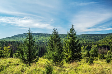 Landscapes -  Forest - Europe, Romania, Suceava region