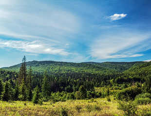 Landscapes -  Forest - Europe, Romania, Suceava region