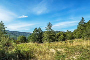 Landscapes -  Forest - Europe, Romania, Suceava region