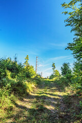 Landscapes -  Forest - Europe, Romania, Suceava region