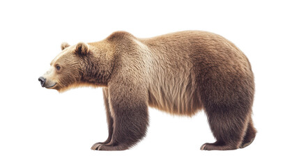 Fototapeta premium A bear is standing on a white background