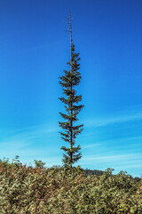 Obraz premium Landscapes - Forest - Europe, Romania, Suceava region