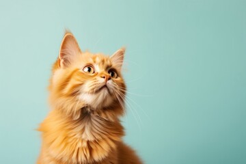 Obraz premium Mammal animal kitten cute.