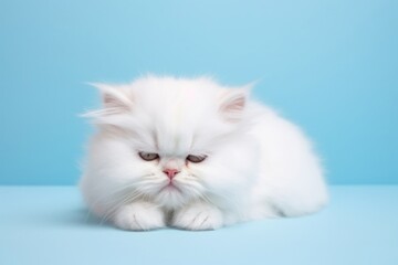 Animal mammal kitten cute.