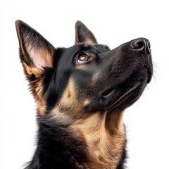 Portrait of a German Shepherd Dog Looking Up Against a White Background