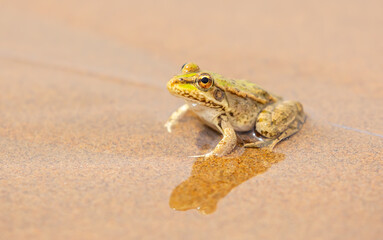 The frog sits on the sand on the shore of the lake. Beautiful wildlife landscape with place for text. The concept of protecting wildlife and ecology.