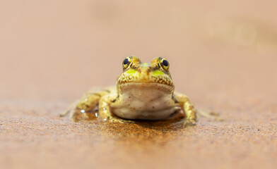 The frog sits on the sand on the shore of the lake. Beautiful wildlife landscape with place for text. The concept of protecting wildlife and ecology.