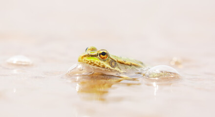 The frog sits on the sand on the shore of the lake. Beautiful wildlife landscape with place for text. The concept of protecting wildlife and ecology.