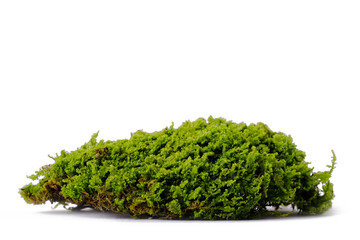 Green forest natural moss on a white isolated background.