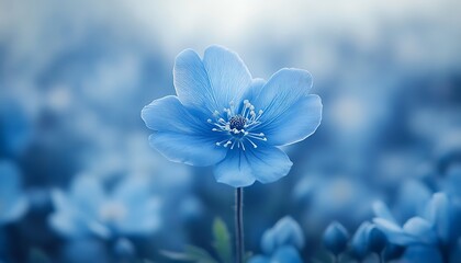 A single blue flower stands out in a field of its kind.
