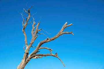 Drought tree against blue sky, dead tree trunk and branches, arid climate
