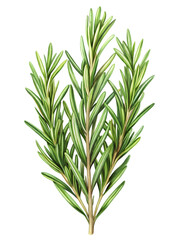 Fototapeta premium rosemary leaves isolated on transparent background cutout, PNG file