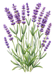 Naklejka premium lavender flowers isolated on transparent background cutout, PNG file
