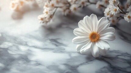 Obraz premium Single Daisy on Marble Background