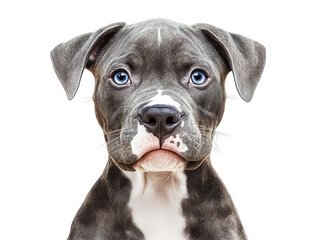 Close-up of a curious gray dog with striking blue eyes, showcasing its gentle expression and unique features.