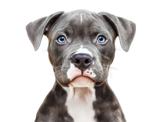 Close-up of a curious gray dog with striking blue eyes, showcasing its gentle expression and unique features.