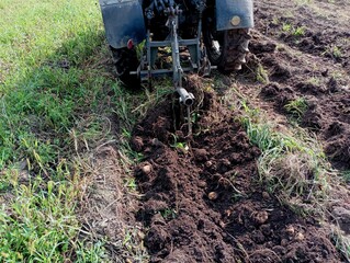 Fototapeta premium The tractor plows potatoes from the ground with the help of a special plow. The topic of harvesting potatoes in the fall.