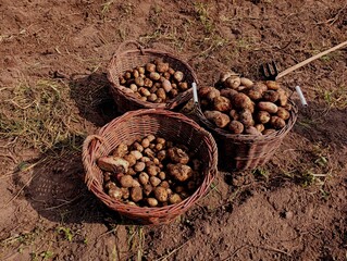 Three wicker baskets with potatoes of different sizes on the background of soil in the field. The topic of harvesting potatoes in the fall and sorting vegetables by size.