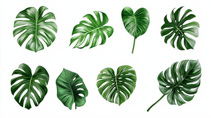Set of albo monstera isolated on white solid background, white and green, set of leaves
