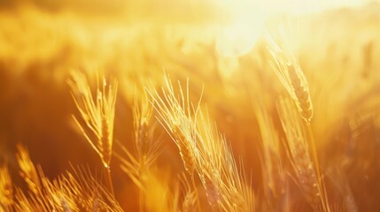 Golden Wheat Field At Sunset