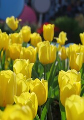 Fototapeta premium yellow tulips