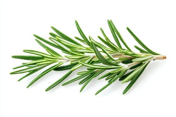 Fototapeta premium A sprig of fresh rosemary on a white background, commonly used in cooking and seasoning.