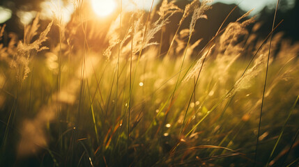 Backlit grass blades in a meadow at golden hour