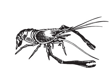 Graphical shrimp isolated on white background,vector illustration