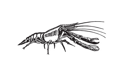 Graphical shrimp isolated on white background,vector illustration