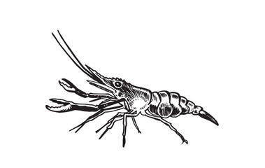 Graphical shrimp isolated on white background,vector illustration