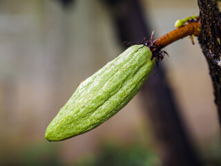 Green small Cocoa pods branch with young fruit grow on trees. The cocoa tree, Close up of cacao with fruits, Raw cacao tree plant fruit plantation