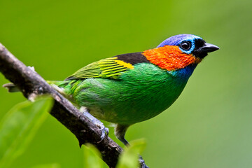Red-necked Tanager (Tangara cyanocephala), male perched on a branch, Serra Bonito Reserve, Brazil.