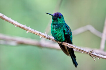 Violet-capped Woodnymph, (Thalurania glaucopis), male, Serra Bonito Reserve, Brazil.