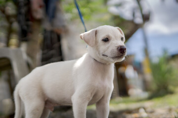 A white Aspin puppy with soft fur and warm brown eyes gazes into the distance. The sunlight...