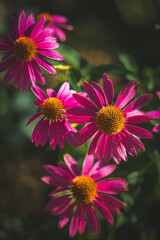 purple coneflower Echinacea purpurea amazing flower in summer garden, Garden-Inspired Wallpaper or Desktop Background