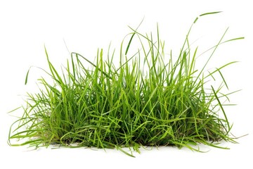 Grass garden plant lawn white background.