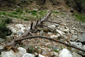 Fallen tree, Tirthan Valley, Himachal Pradesh, India, Asia