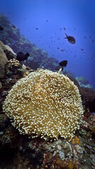 Underwater photo of anemone at a coral reef. From a scuba dive in Bali, Indonesia.