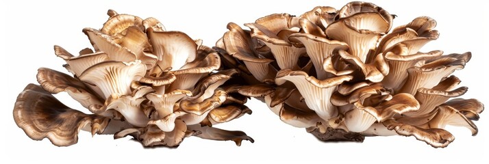 A close-up image of fresh Maitake mushrooms isolated on a white background. The mushrooms are in focus and show their delicate, layered structure. This image represents a healthy and nutritious food c