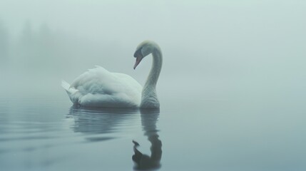 Fototapeta premium A graceful swan gliding across a misty lake, its reflection mirroring the serene and ethereal atmosphere.