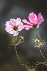 Sommerkörbchen / Blume