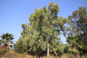 Eucalyptus tree on the hill