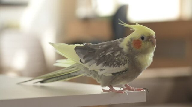 Funny cockatiel parrot, pet at home. Yellow gray cockatiel parrot flies around the apartment
