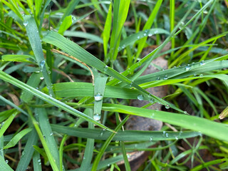 dew on grass