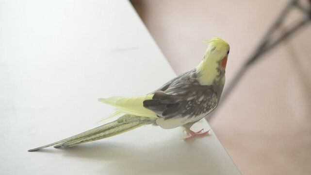 Funny cockatiel parrot, pet at home. Yellow gray cockatiel parrot flies around the apartment