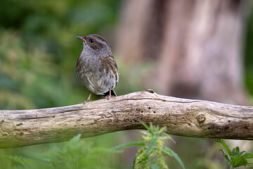 Hedge sparrow on a branch