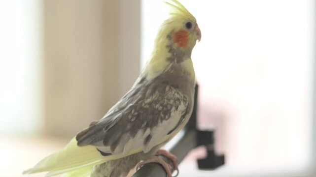 Funny cockatiel parrot, pet at home. Yellow gray cockatiel parrot flies around the apartment