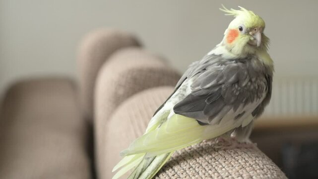 Funny cockatiel parrot, pet at home. Yellow gray cockatiel parrot flies around the apartment